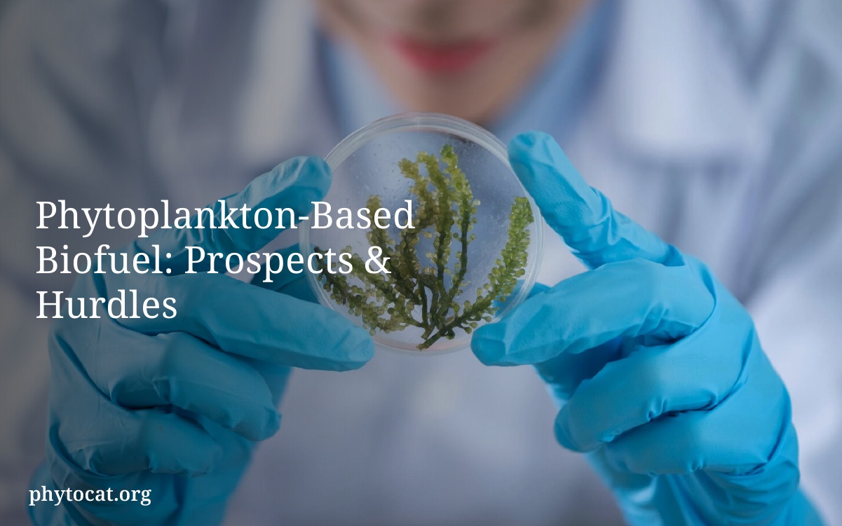 Phytoplankton-Based Biofuel: Prospects & Hurdles