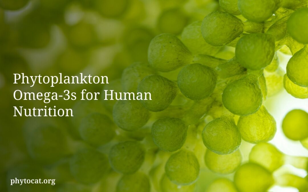 Phytoplankton Omega-3s for Human Nutrition