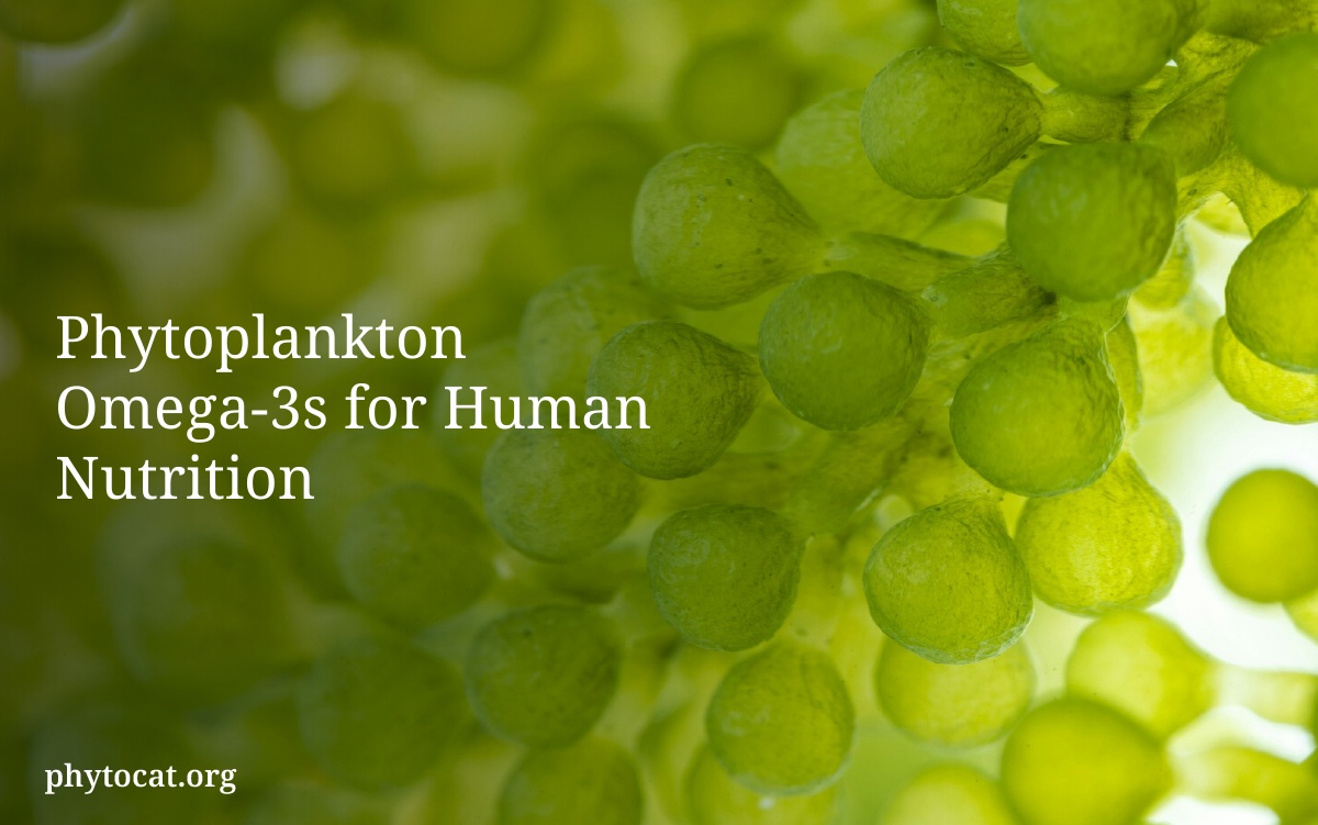 Phytoplankton Omega-3s for Human Nutrition