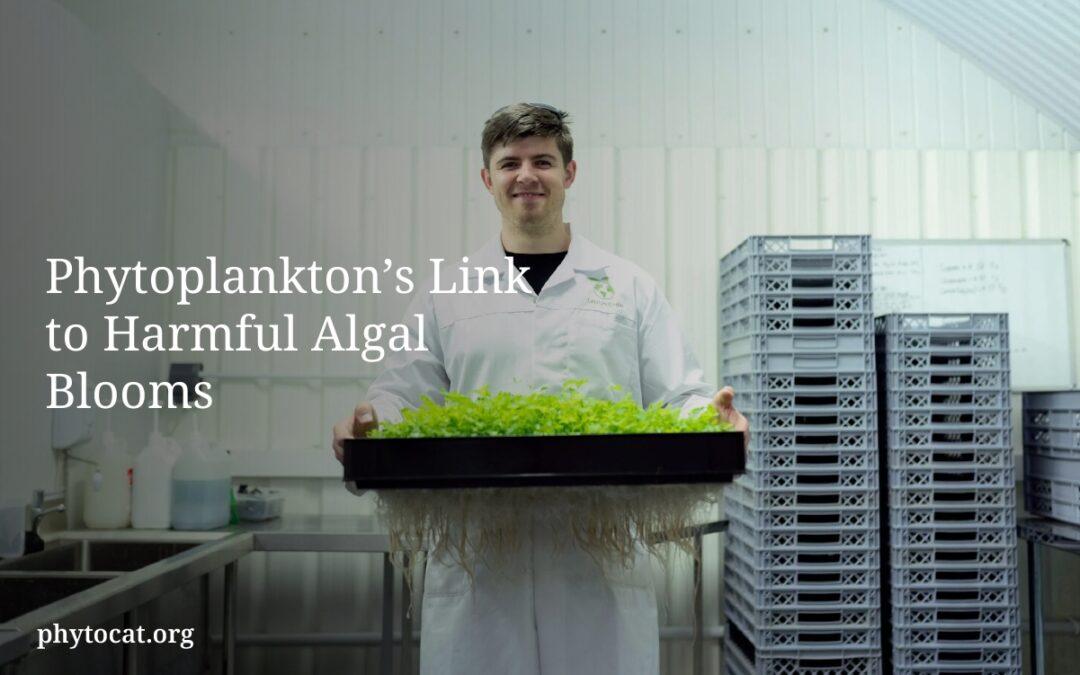 Phytoplankton’s Link to Harmful Algal Blooms