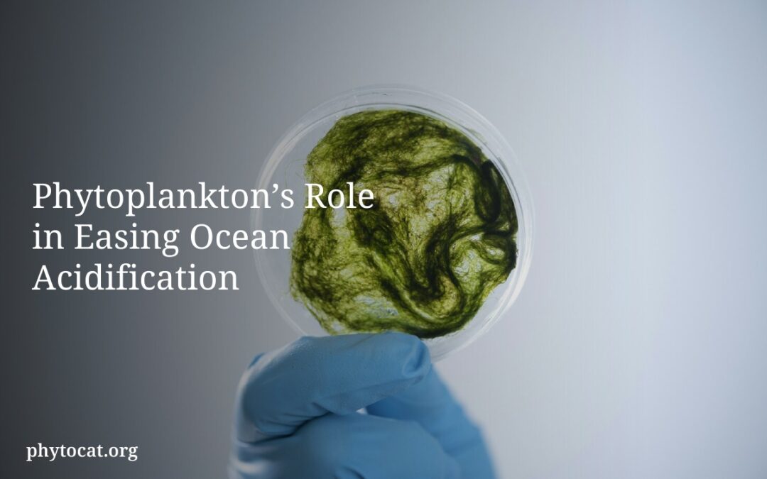Phytoplankton’s Role in Easing Ocean Acidification
