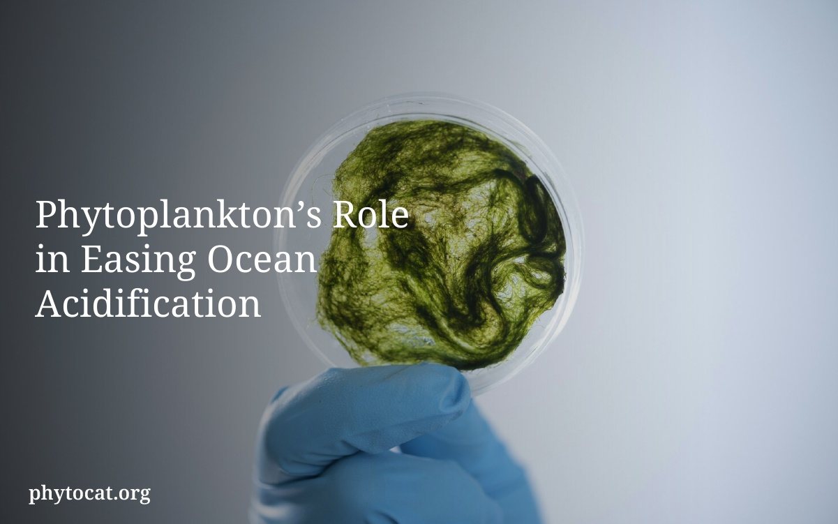Phytoplankton’s Role in Easing Ocean Acidification
