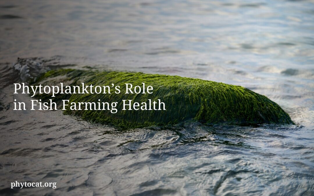 Phytoplankton’s Role in Fish Farming Health